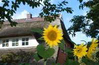 Sonnenblumen vor einem Bauernhaus im alten Dorfkern