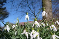 Schneegl�ckchen