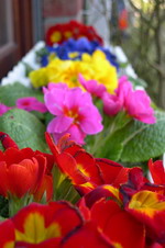 Farbenfrohe Blumen