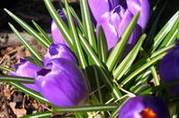 Blumen