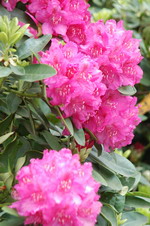 Blumen - Rhododendron