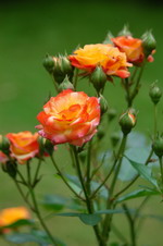 Rosen