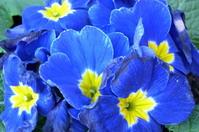 Blumen