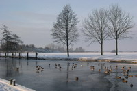 Ein sehr seltenes Bild: Enten auf der zugefrorenen Hamme