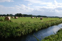 Wiese in der Hammeniederung