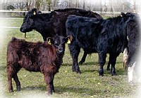 Die Galloway Rinder werden extensiv (d.h. das ganze Jahr �ber auf der Weide) gehalten