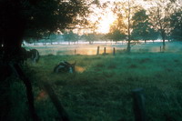 Nebellandschaft in Worpswede