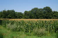 Maisfeld auf der H�renbergwiese