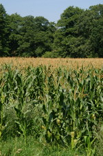 Maisfeld auf der H�renbergwiese