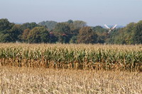 Maisfeld auf dem Weyerberg mit Blick auf die Worpsweder M�hle (im Hintergrund)