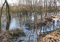 Moorlandschaft in Worpswede