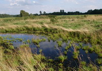 Moorwiesen in der Hammeniederung bei Worpswede