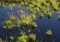 Feuchtes Moor