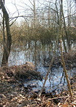 Moorlandschaft