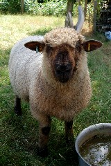 Schaf beim Torftag