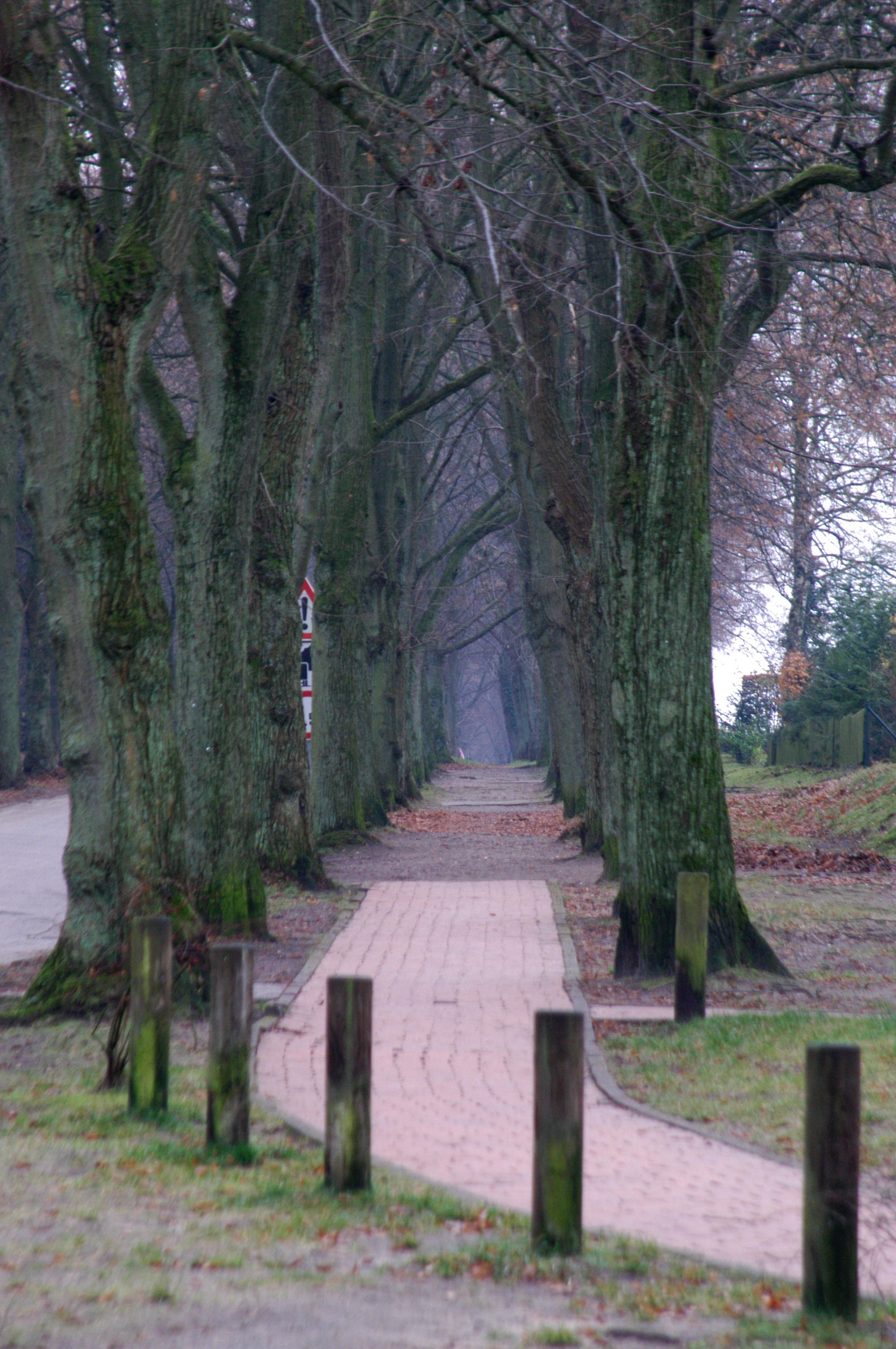 Lindenallee im Herbst