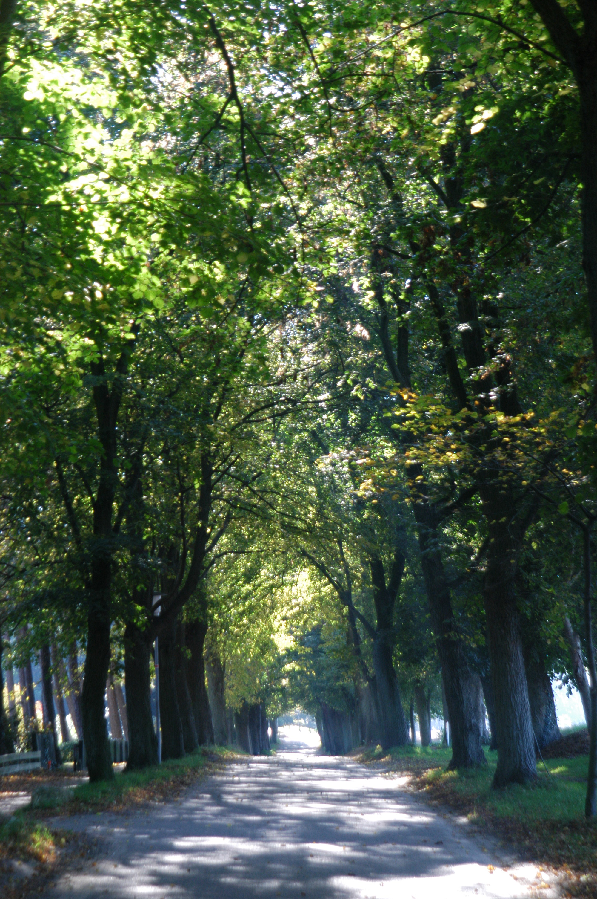 Lindenallee im Sommer