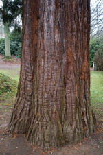 Mammutbaum