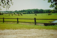 Pferde auf einer Wiese vom Reitclub Birkenhof / Reitschule Beller