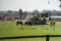 Pferdewiese vom Reitclub Birkenhof / Reitschule Beller