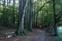 Wanderweg am Thiergarten auf dem Weyerberg
