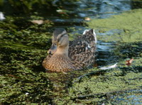 Ente beim Schwimmen auf der Hamme