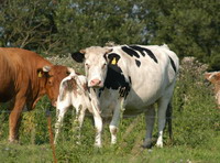 K�he in der Hammeniederung