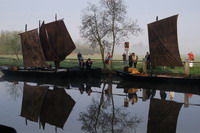 Torfk�hne im Morgenlicht an der Hamme