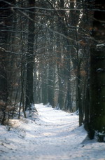 Spazierweg am Thiergarten im Winter