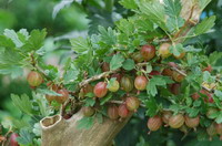 Stachelbeeren im Worpsweder Bauerngarten
