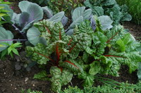 Gem�se im Worpsweder Bauerngarten