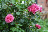 Rosen im Worpsweder Bauerngarten