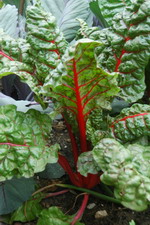 Mangold im Worpsweder Bauerngarten