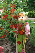 Johannisbeerenbusch mit Vogelscheuche im Worpsweder Bauerngarten