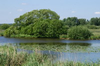 Naturschutzgebiet Breites Wasser in der Worpsweder Hammeniederung