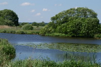 Naturschutzgebiet Breites Wasser in der Worpsweder Hammeniederung