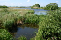 Naturschutzgebiet Breites Wasser in der Worpsweder Hammeniederung