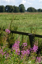Pflanzen in der Hammeniederung