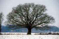 Mackensen-Eiche im Januar