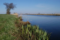 Die Hamme im M�rz