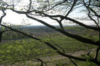 Lisel-Oppel-Weg auf dem Weyerberg im April