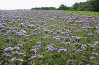 Blumen auf dem Weyerberg im Juni