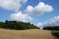 Weyerberg im Juli