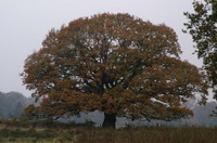 Mackensen-Eiche im September