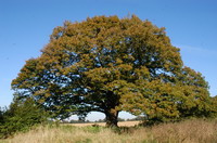 Mackensen-Eiche im Oktober