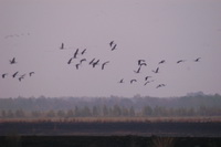 Kraniche beim Anflug zum Schlafplatz im G�nnemoor