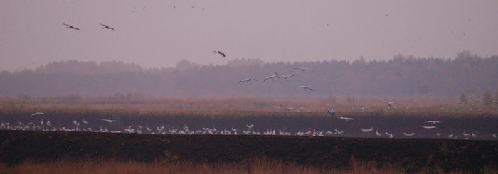 Kraniche beim Anflug zum Schlafplatz im G�nnemoor