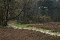 Spazierweg in der Marcusheide