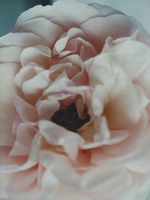 Fotoarbeiten (Rose) - Atelierwerkstatt Mareiles Art