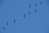 Kraniche am Himmel